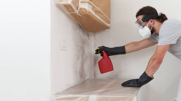 Professional Basement Mold Remediation technician working in Winthrop, MN