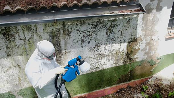 Top rated local Basement Mold Remediation specialists in Winthrop, MN
